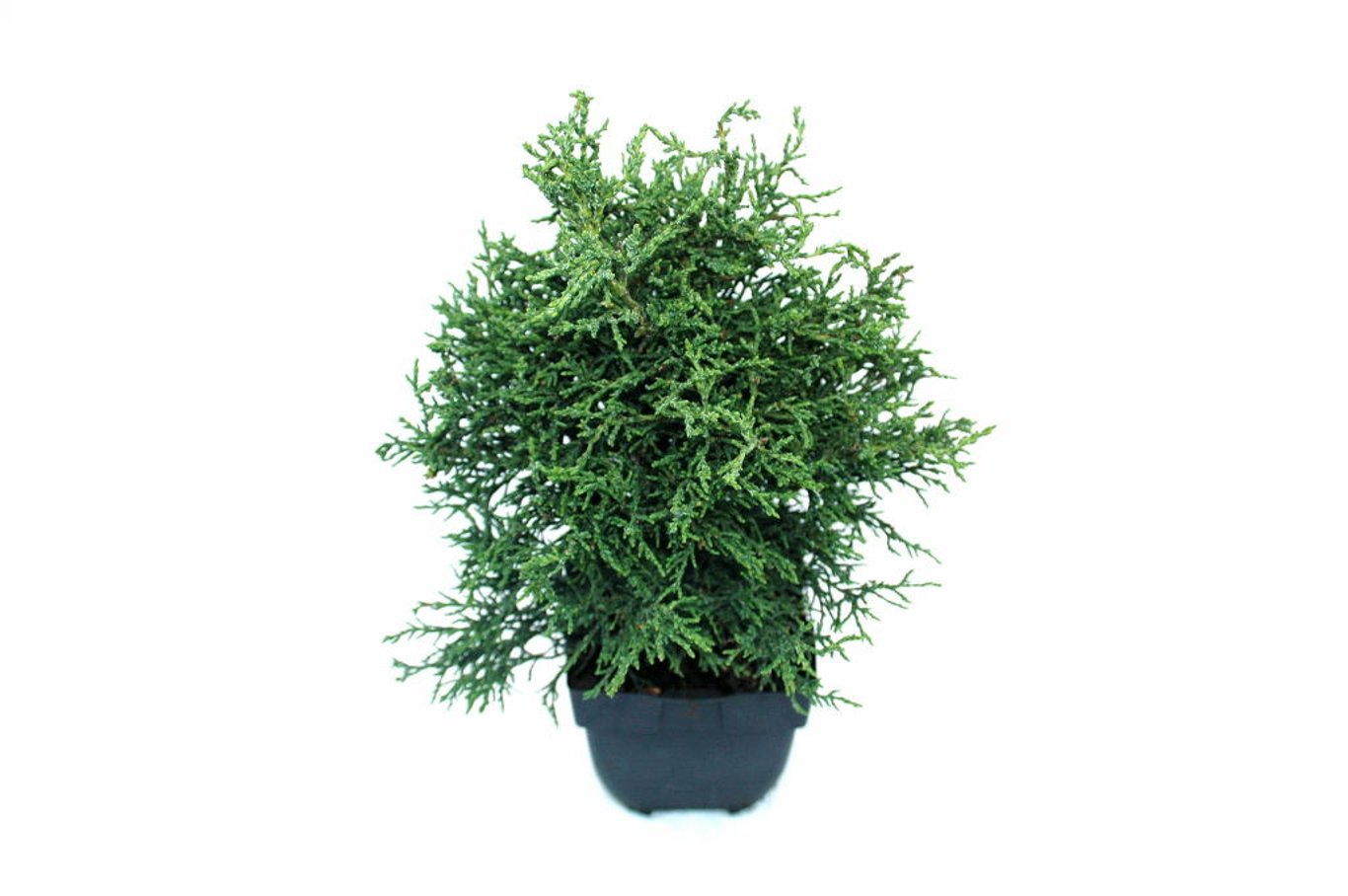 Chamaecyparis o. 'Lycopodioides' - C2